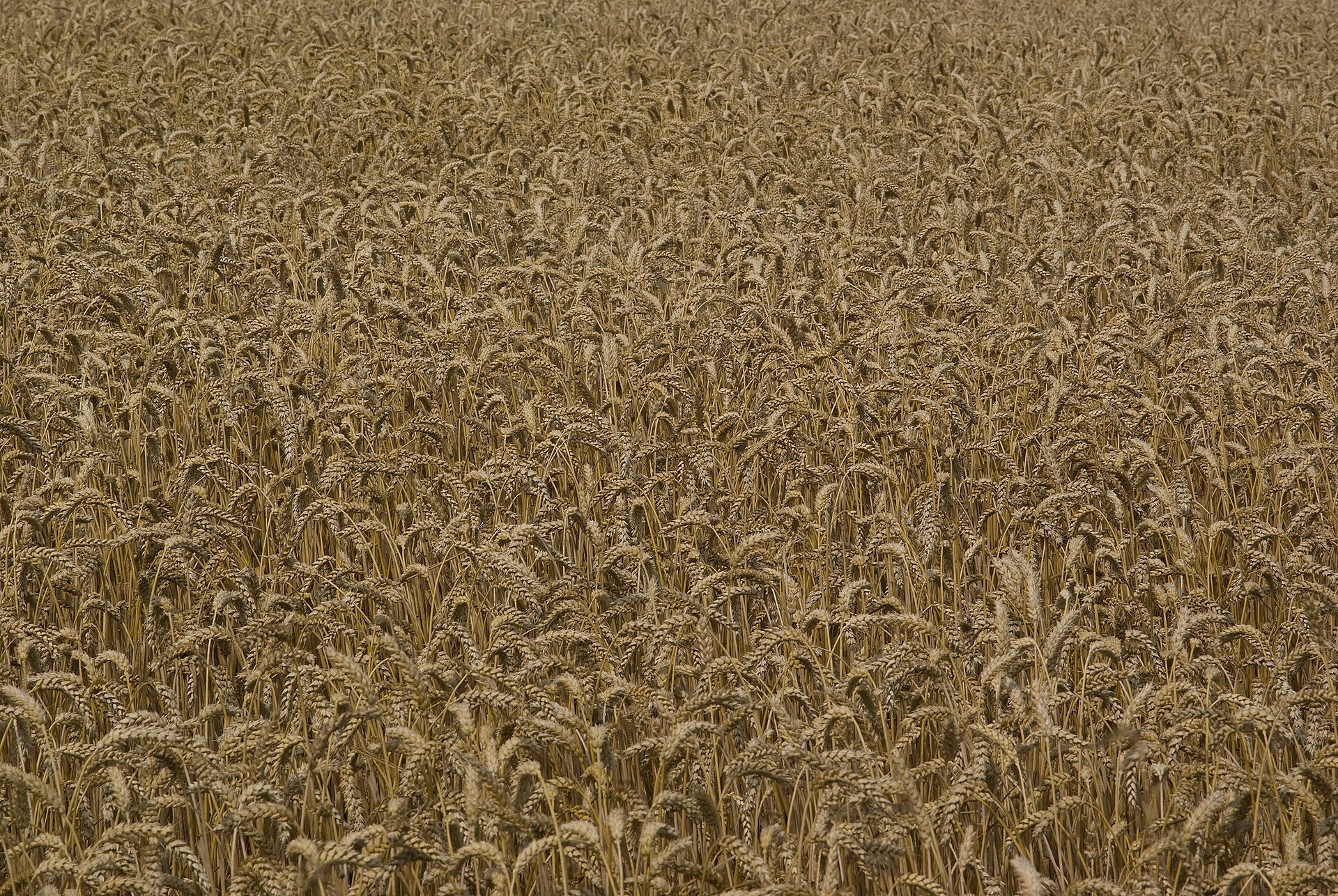 Weizenfeld unter blauem Himmel im Münsterland